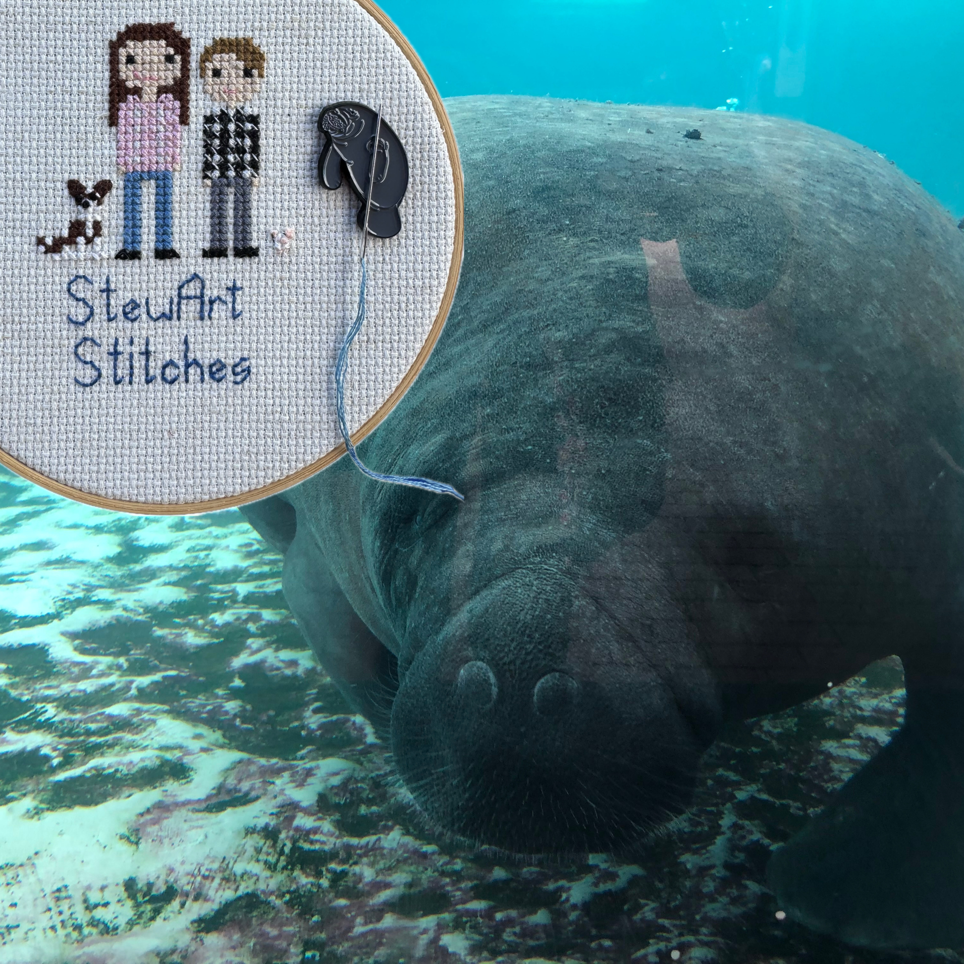 Manatee underwater with a close up of 'StewArt Stitches' embroidery hoop.